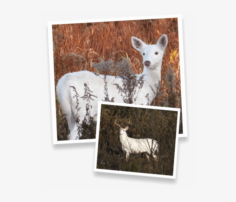 The Future Of The Deer, As Well As The Rest Of The - White Deer, transparent png #3940220