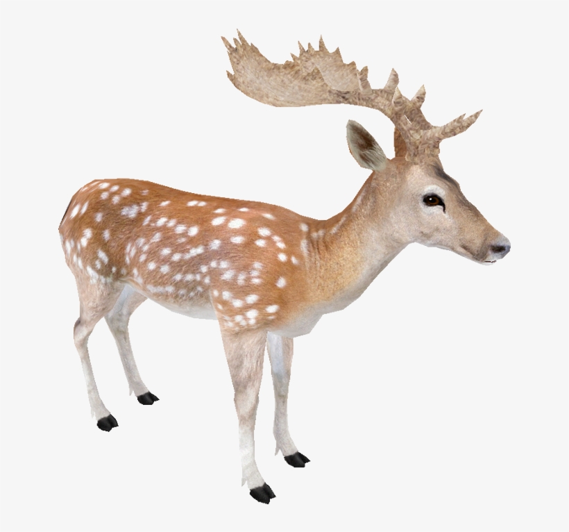 Fallow Deer - Fallow Deer Transparent, transparent png #3940301