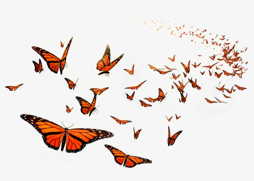 Butterfly Miracle - Custom Black Otterbox Defender Series Case For Apple, transparent png #3940781