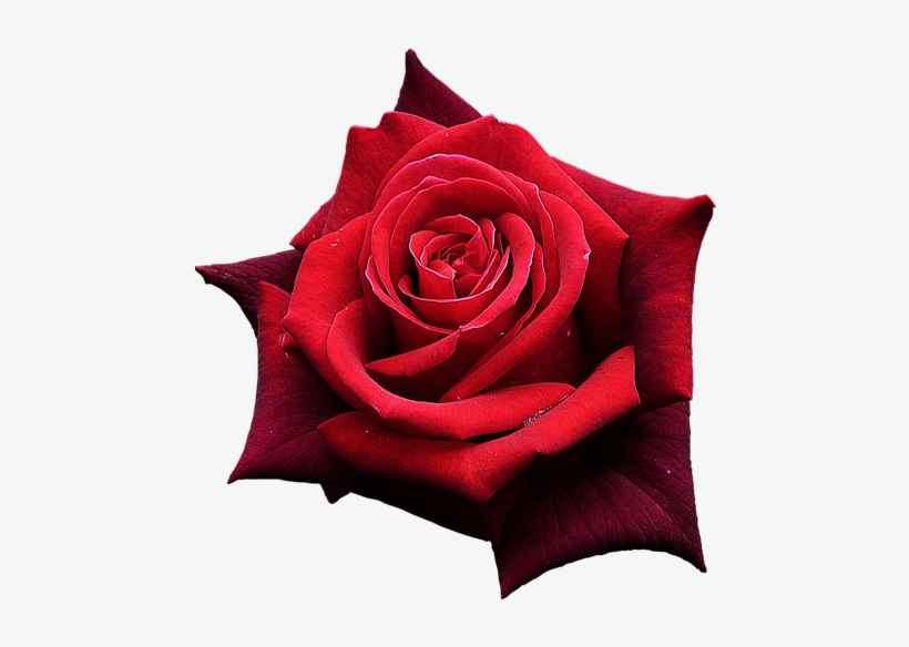 Red Rose, Flowers, One Rose, Beautiful Flower - Rose Rouge Png, transparent png #3940833