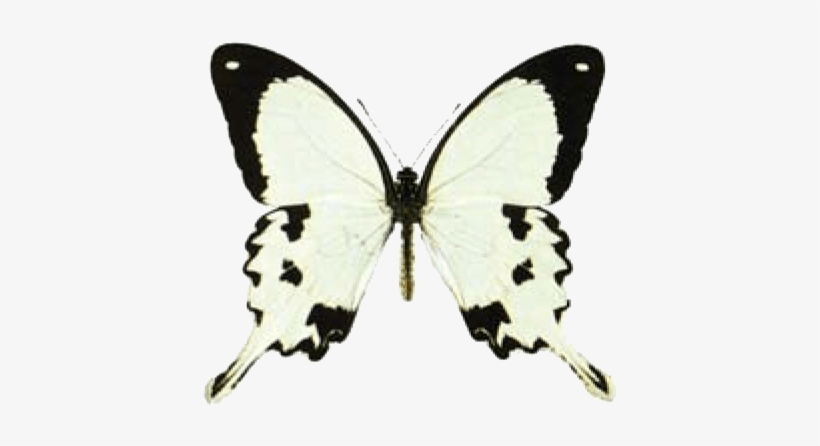Butterfly House At Put In Bay - Mocker Swallowtail, transparent png #3940975