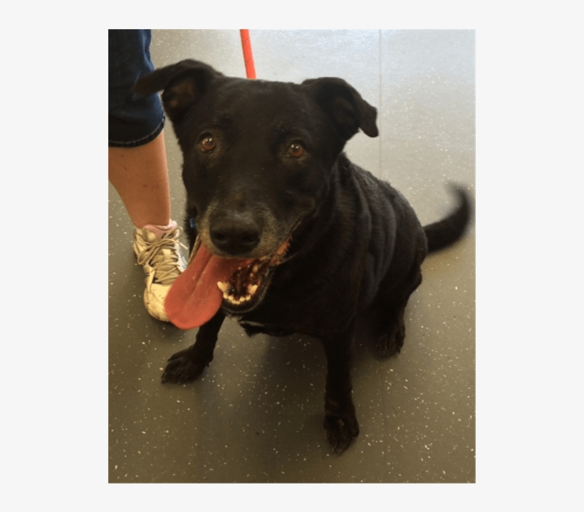 Photo Of Bessie - Companion Dog, transparent png #3941411