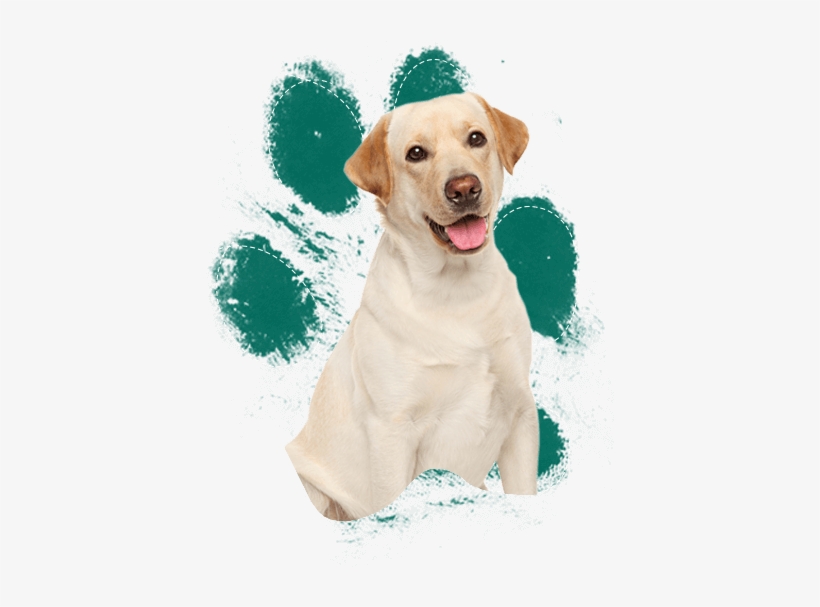 Labrador Retrievers - ペットシーツ スーパーワイド 厚型 炭入り ( 25枚入*6コセット )/ オリジナル ペットシーツ, transparent png #3941436