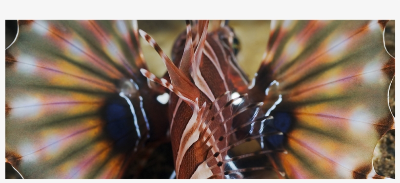 Butterfly Fins - Lionfish, transparent png #3941531