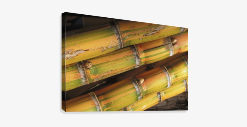 Close-up Detail Of Mature Sugar Cane Stalks Canvas - Sugarcane, transparent png #3942004