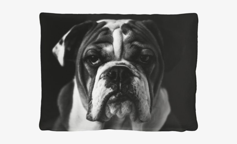 Dog, transparent png #3942436