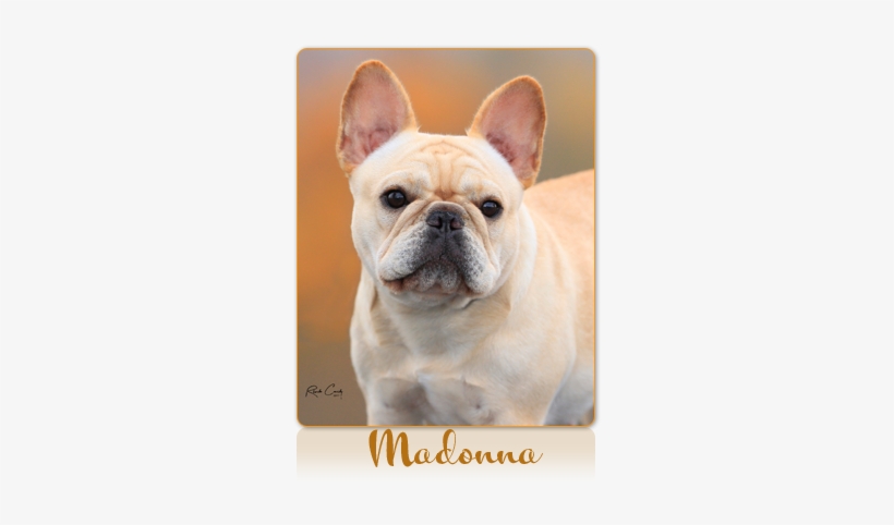 Madonna Is A Stunning Bitch With A Sweet Face And Tons - Northern California, transparent png #3943101