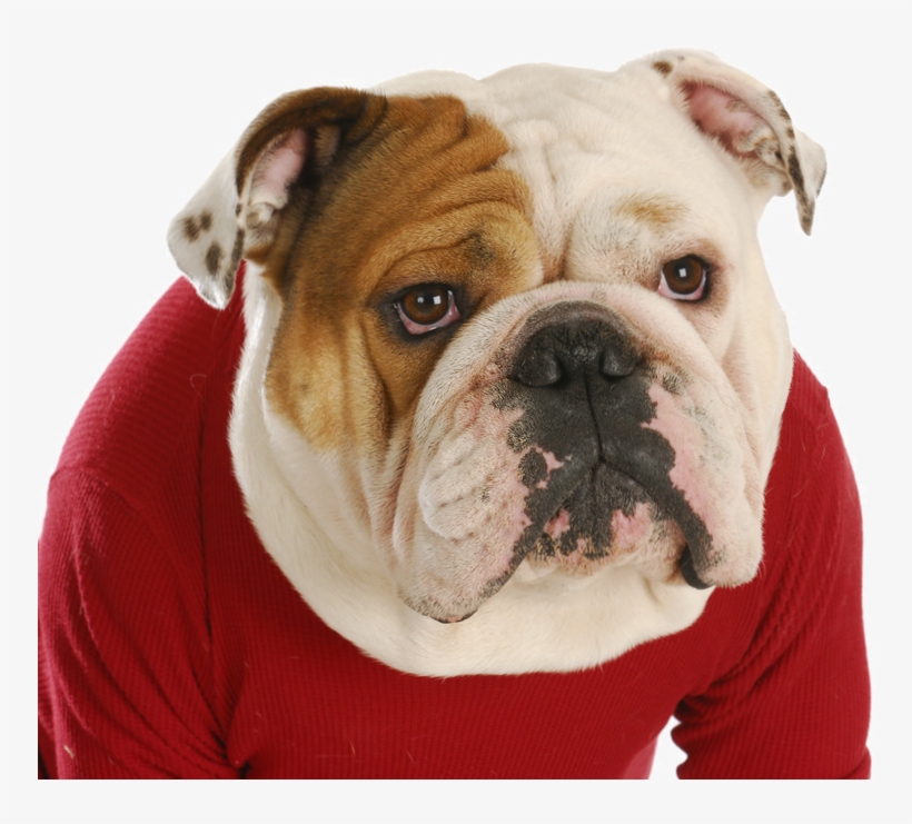 English Bulldog Round Ornament, transparent png #3943205