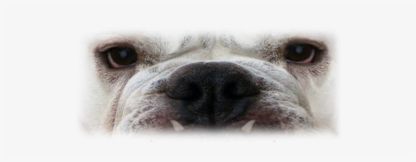 Bull Dog Face - Dog, transparent png #3943355