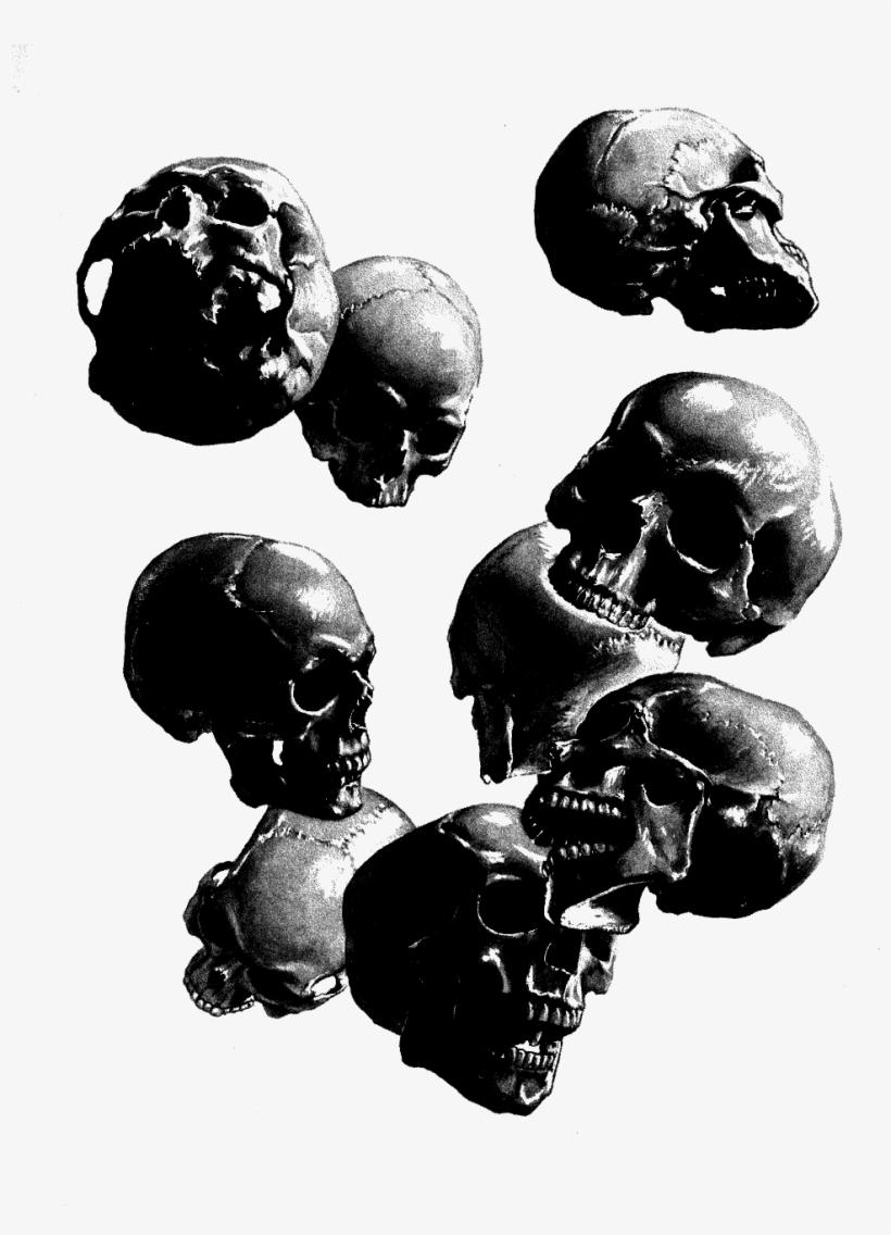 Skulls - Scientific Skull Illustration, transparent png #3944334