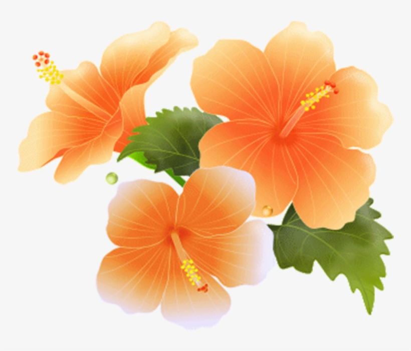 Hibiscus Bloom Frame Flower Border Flowers White Bouque - Rosemallows, transparent png #3944782