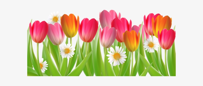 Visit - Daisy, transparent png #3945066