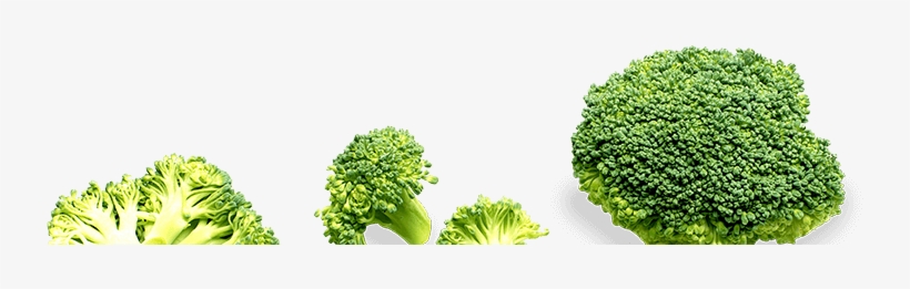 These Came Into Force In 2015 To Ensure Children Eat - Broccoli, transparent png #3946105