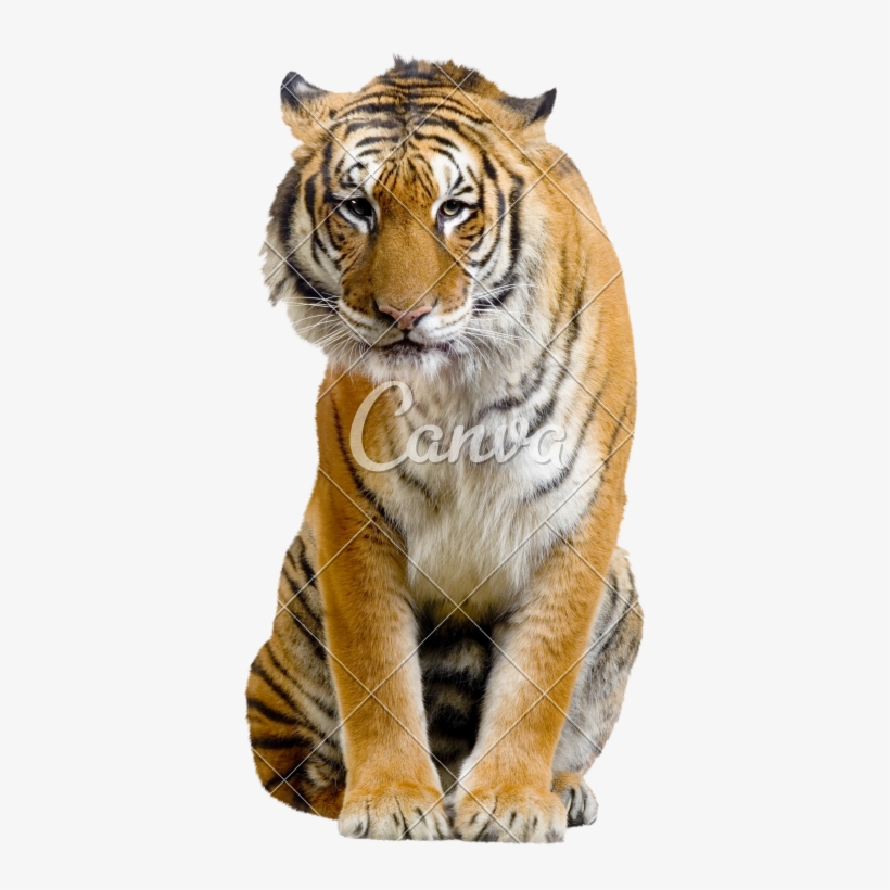 Sitting Tiger Transparent Image - Tiger Sitting, transparent png #3948916