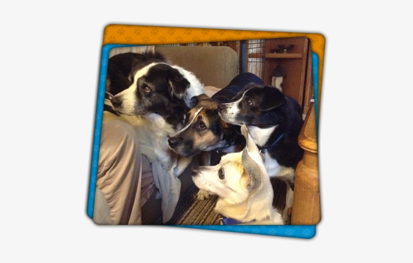 Cute Dogs - Companion Dog, transparent png #3950128