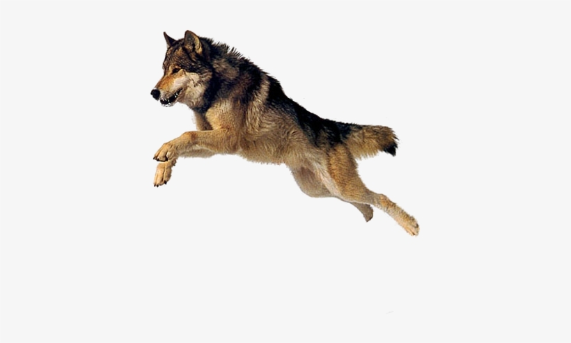 Dog 4 Transparent Png Sticker - Dog Png, transparent png #3950327