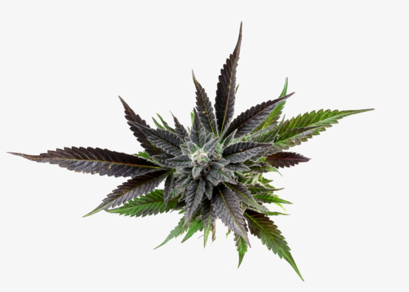 A New Experience Coming Soon - Aloe, transparent png #3950459