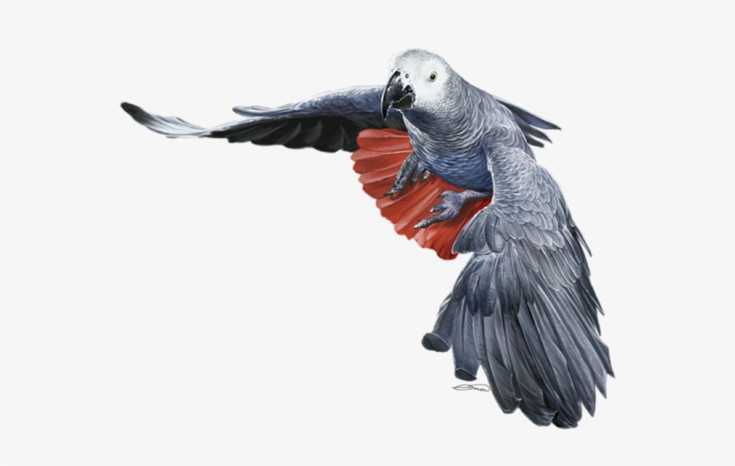 Banner Black And White Africa Transparent Grey - Lovebird African Grey Parrot, transparent png #3951531