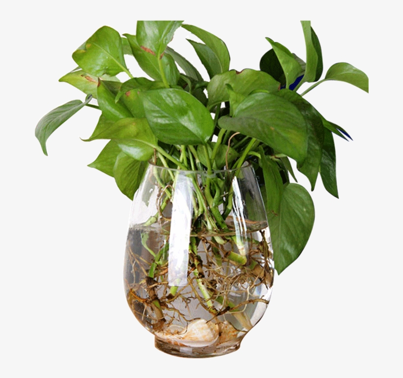 Hydroponics Dinosaur Egg Green Flower Vase Flower Pot - Vase, transparent png #3953802