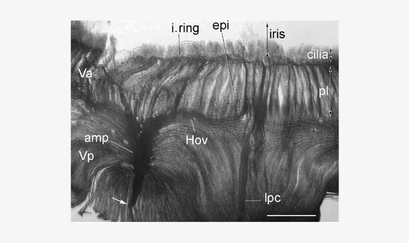 General View Of A Resin Cast Of The Anterior Segment - Vein, transparent png #3954957