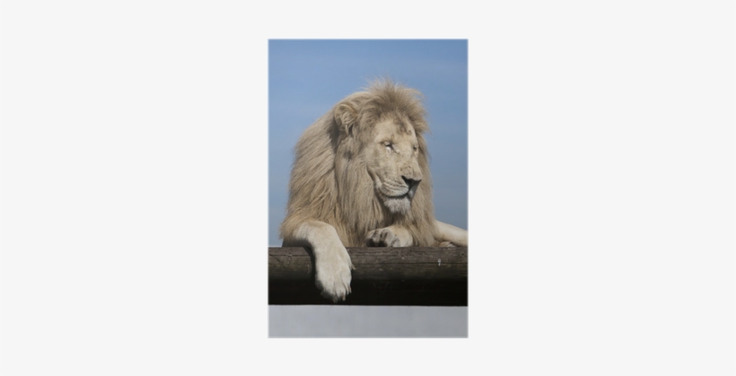 Masai Lion, transparent png #3954982