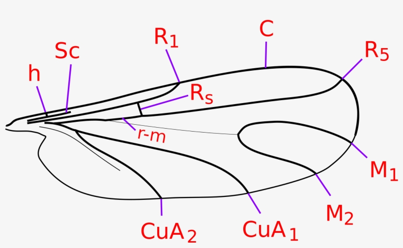 Open - Mycetophilidae, transparent png #3954983