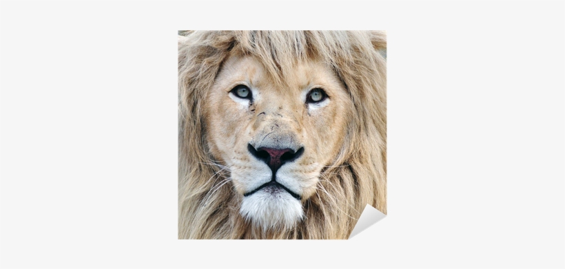 White Lion, transparent png #3955011