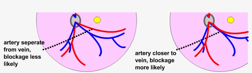 Eye - Artery, transparent png #3955083