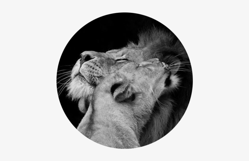 Couple Lion - Lion And Lioness Quote, transparent png #3955225