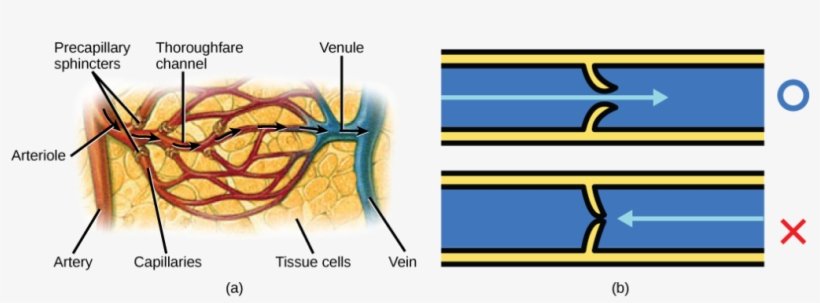 Illustration A Shows An Artery Branching Off Into An - Blood Flow To Tissue, transparent png #3955252