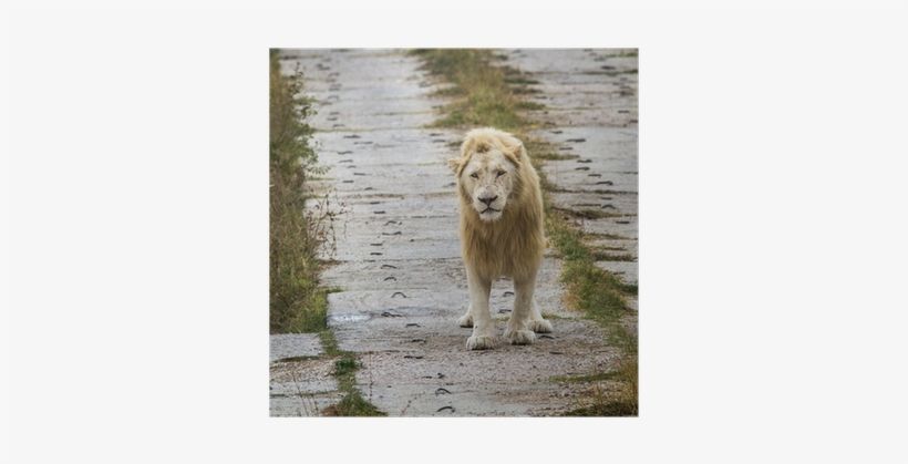 Masai Lion, transparent png #3955426