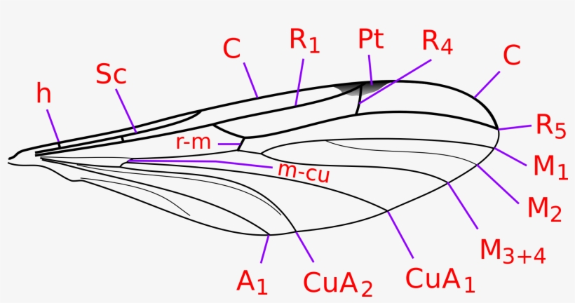 Open - Mycetophilidae Wing, transparent png #3955463