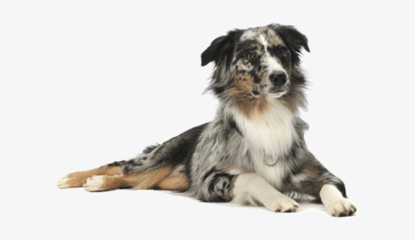 German Dog Png - Happy St Patrick's Day Dog, transparent png #3955644