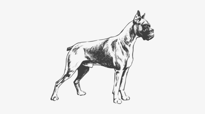 Dog Png Clipart - Boxer Dog Png Vector, transparent png #3955665