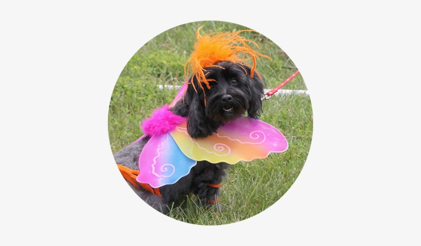 Indyvet Pet Costume Contest - Pet, transparent png #3955740