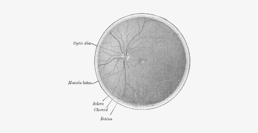 Interior Of Posterior Half Of Bulb Of Left Eye - Posterior Half Of Eye Anterior View, transparent png #3955785