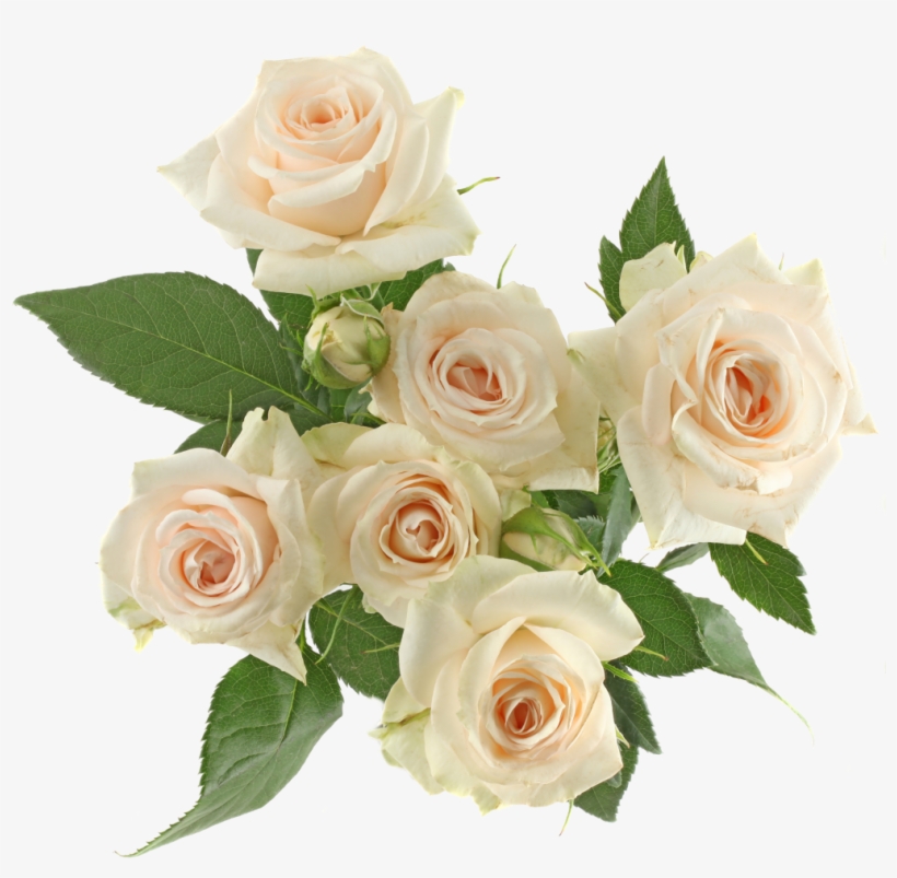 Garden Spray Light Pink Ethopia - Rose, transparent png #3955945