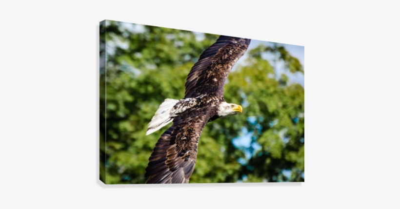 Bald Eagle In Flight Canvas Print - Artist, transparent png #3958507