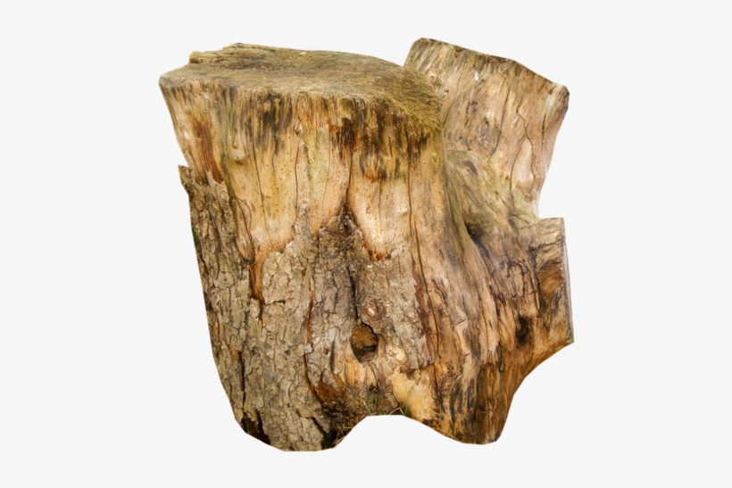 23 - Souche D Arbre Decoration, transparent png #3958781
