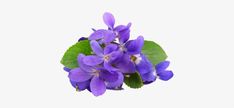 Violets Flavors - Raspberry & Violet Candle Fragrance Oil, transparent png #3959714