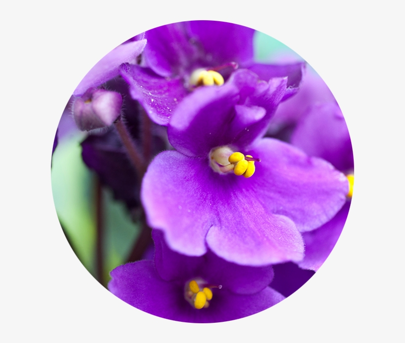 February - Violet - Violets Aren T Blue, transparent png #3960722