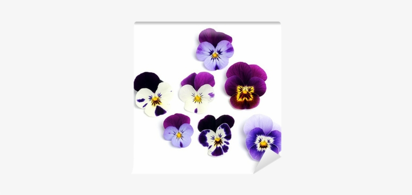 Edible Flower, transparent png #3961104