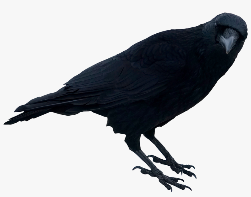 Free Png Black Crow Standing Png Images Transparent - Crow, transparent png #3961106