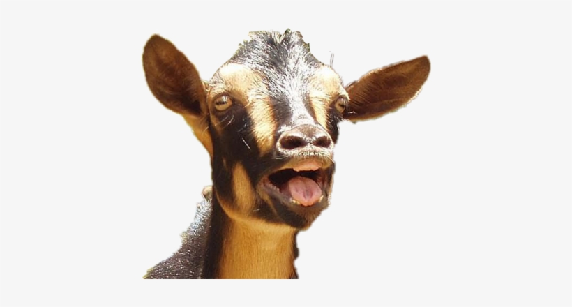 Donkey - Got Your Goat Meme, transparent png #3961198