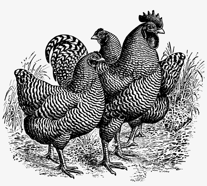 This Free Icons Png Design Of Barred Plymouth Rocks, transparent png #3961200