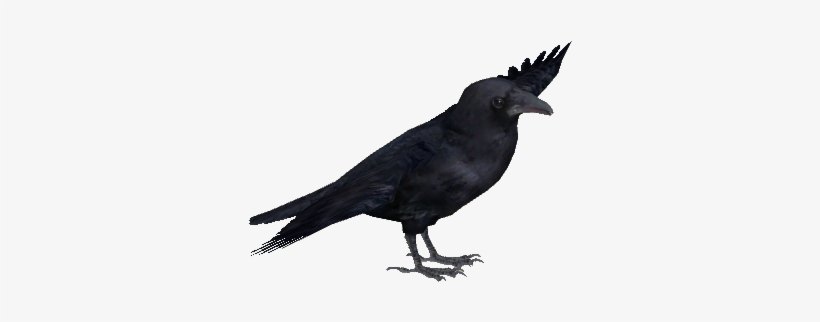 Carrion Crow - American Crow, transparent png #3961422