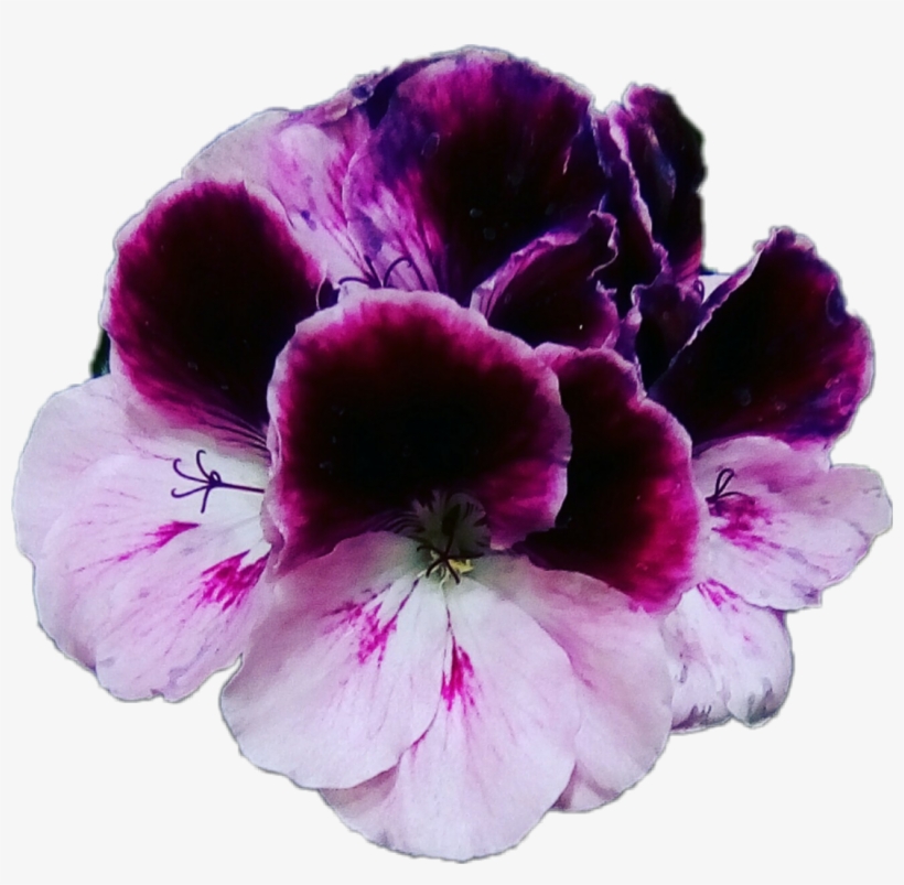 Flores Violet Violets Violetas Moradas Flowers Plantas - Geranium, transparent png #3961459