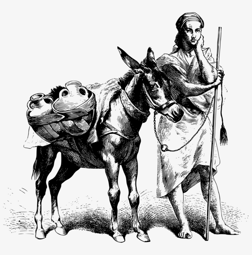 Donkey Mule Mare Horse Pack Animal - Donkey, transparent png #3961489