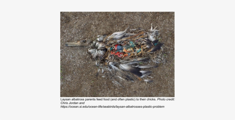 Whether They Are Made Of Mylar Or Latex, Balloons Can - Dead Albatross Plastic, transparent png #3962523