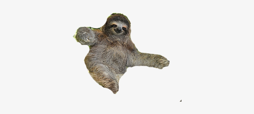 Sloth Free Png Image - Sloths (blastoff! Readers: Animal Safari), transparent png #3962907